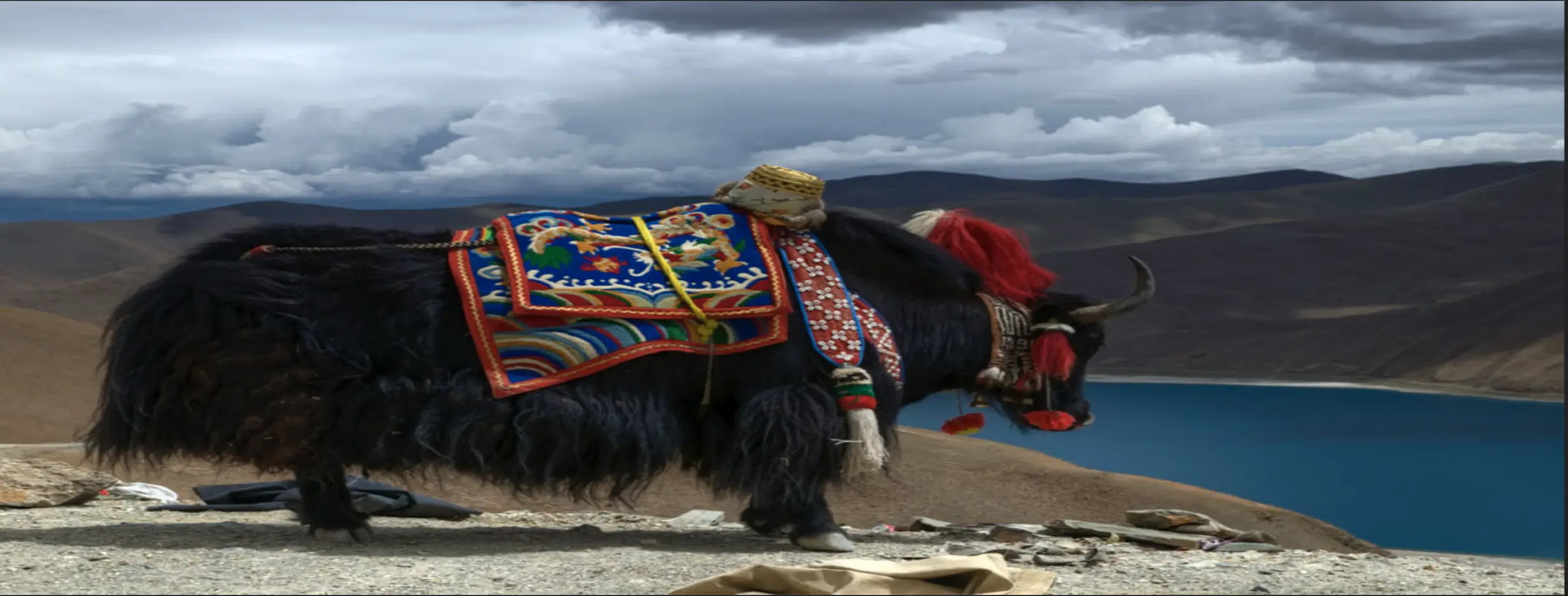 Image for Yak Safari